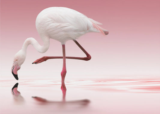 Flamingo | Canvas