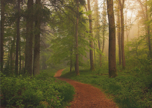Der Rote Pfad. | Hintergrundbild