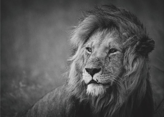 Regal | Canvas