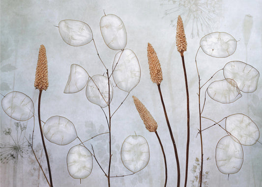 Lunaria | Tapete