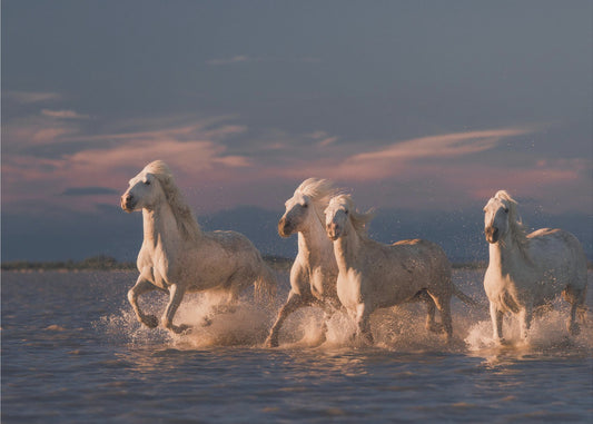 Engel der Camargue | Hintergrundbild
