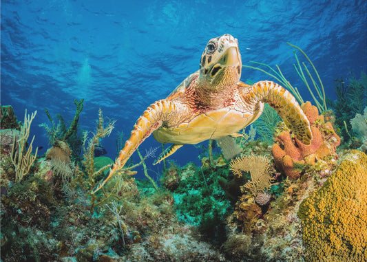 Karettschildkröte schwimmt durch karibisches Riff | Hintergrundbild