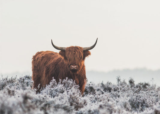 Highlander | Canvas