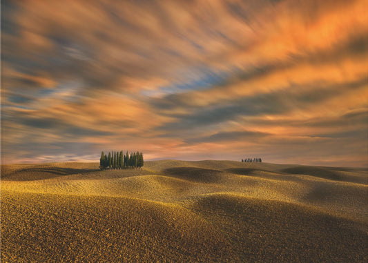 Cypresses... | Canvas