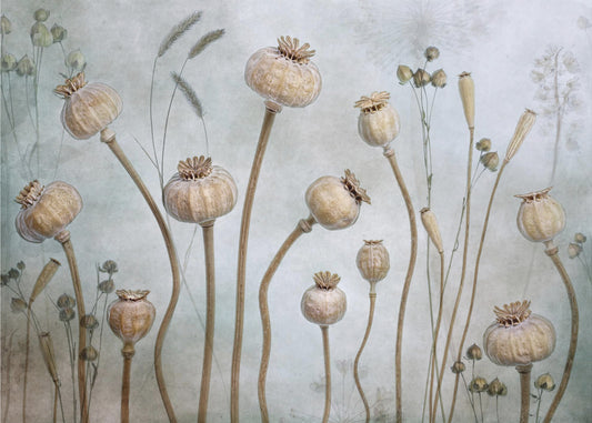 Papaver | Tapete