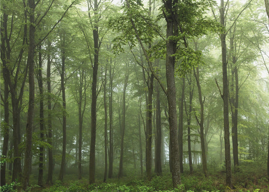 Wald... | Tapete