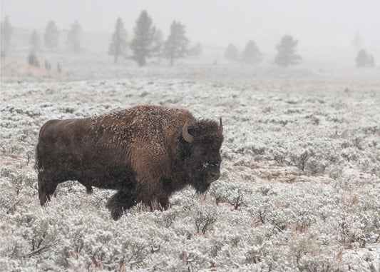 Yellowstone im Spätherbst | Leinwand