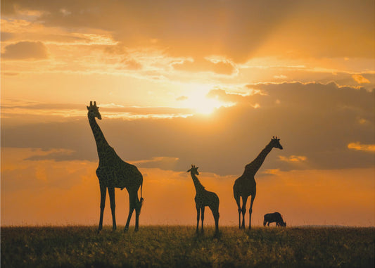 Golden Africa | Poster
