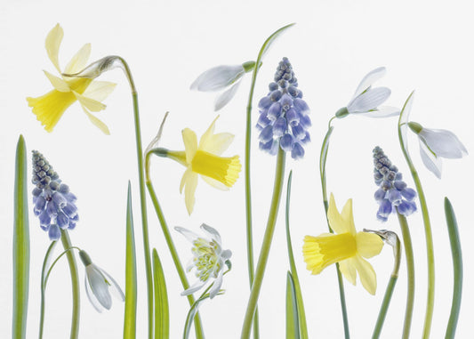Spring | Canvas