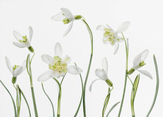 Spring Snowdrops | Canvas