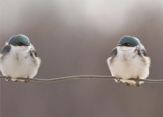 Birds on a wire | Canvas