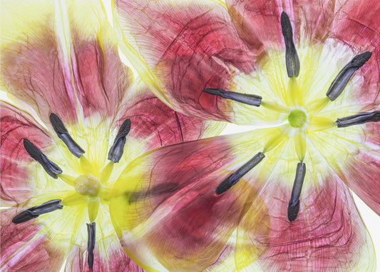 Tulips | Canvas