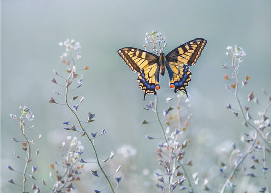 Swallowtail beauty | Canvas