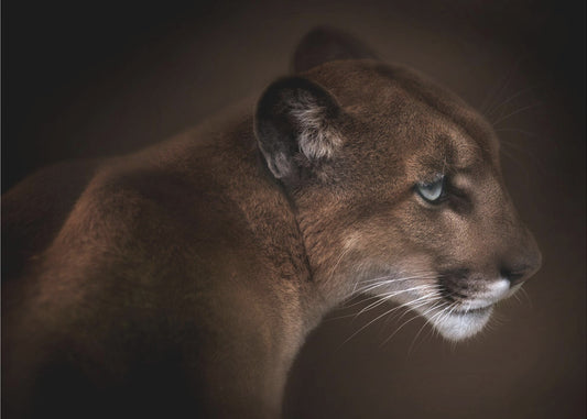 Puma | Canvas