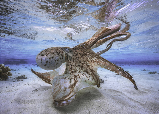 Tanzender Oktopus | Tapete