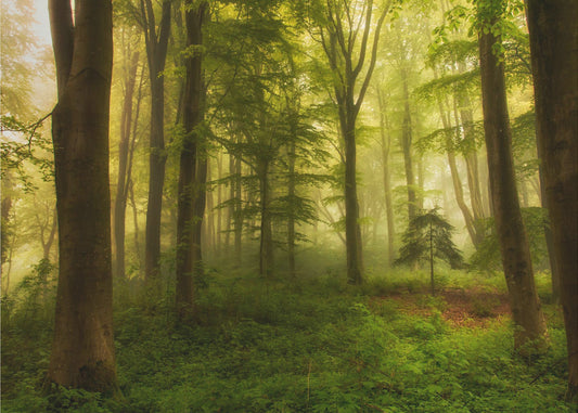 Der kleine Baum | Leinwand