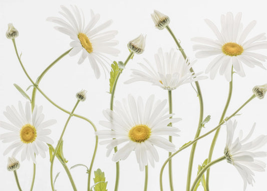 Ox eye Daisies | Poster