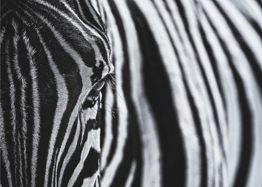 Der Blick der Natur | Poster