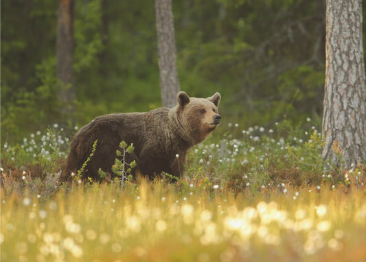 Braunbär | Tapete