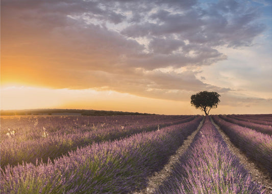 DESTINATION LAVENDER | Poster
