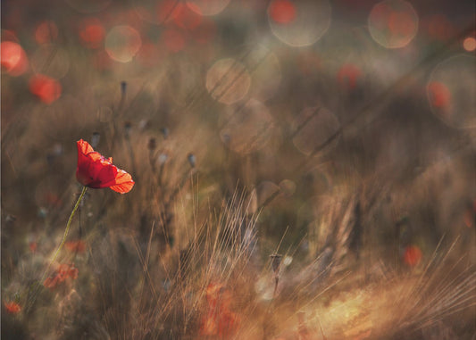 Mohn | Leinwand