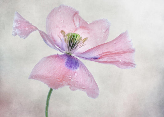 Pastellmohn | Leinwand