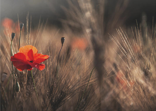 Mohn mit Mais | Leinwand