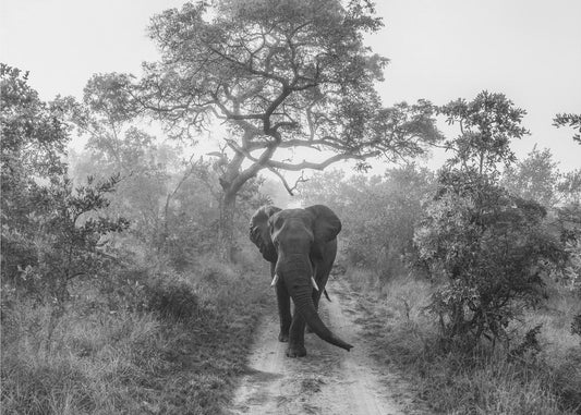 WALKING GIANT | Canvas