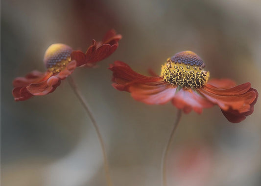 Helenium Tanz | Leinwand