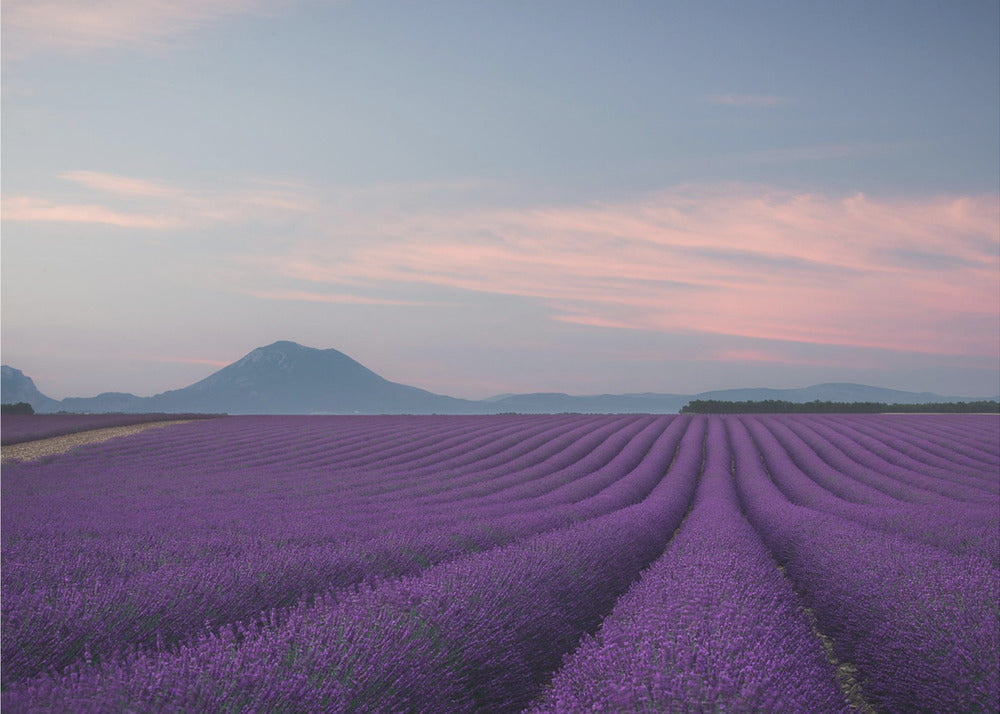 Lavender field | Canvas
