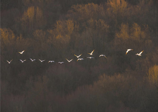 Morgenstimmung | Tapete