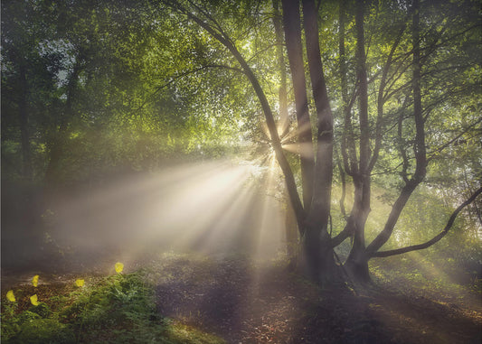 The morning light | Canvas