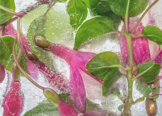 Fuchsia Freeze | Leinwand