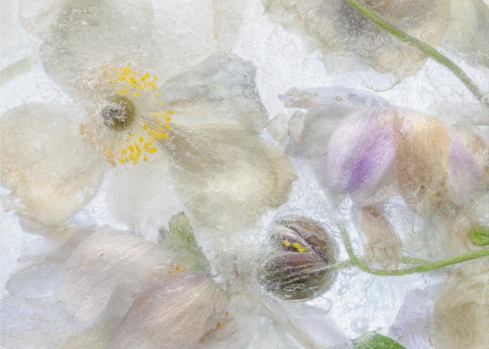 Anemonenfrost | Leinwand