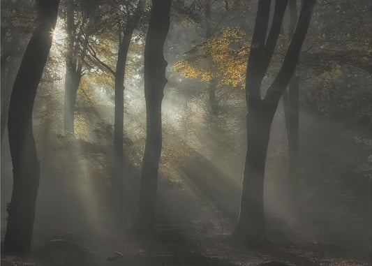 Sunbeam | Canvas