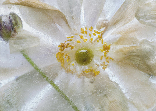 Florales Einfrieren | Leinwand