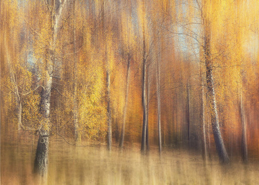 Autumn Birches | Poster