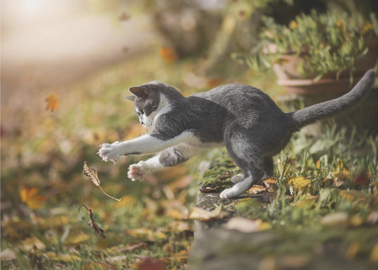 Herbstspiel | Tapete