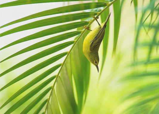 50 shades of green | Poster