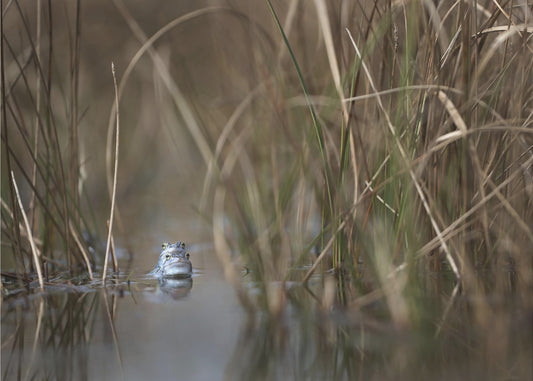 Two frogs | Poster
