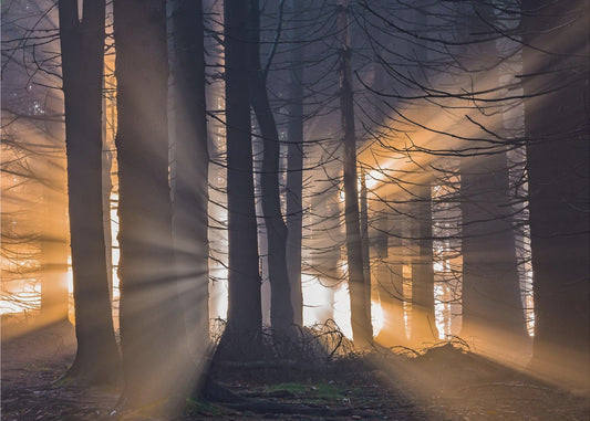 Wald | Leinwand