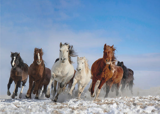 Mongolische Pferde | Leinwand