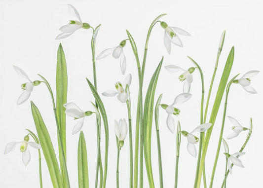 First Snowdrops | Canvas