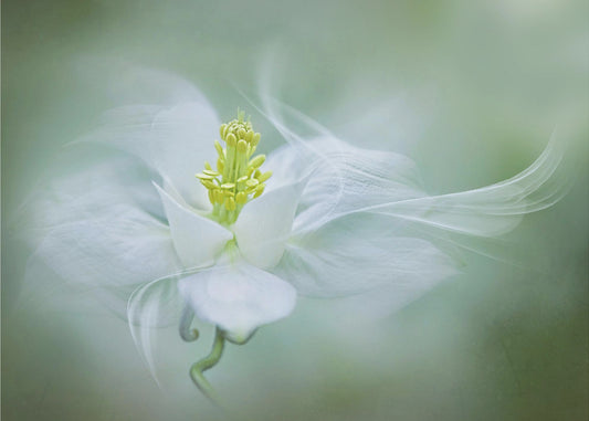 Mystical | Canvas