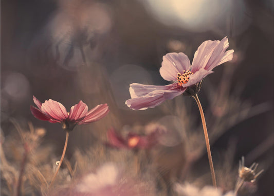 Flowers of innocence | Canvas