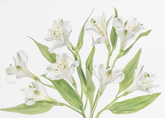 Alstroemeria | Canvas