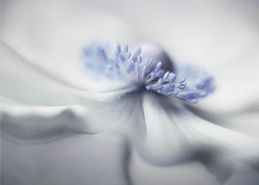 Anemone spirit | Canvas