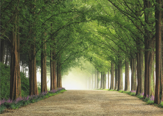 Metasequoia Road | Canvas