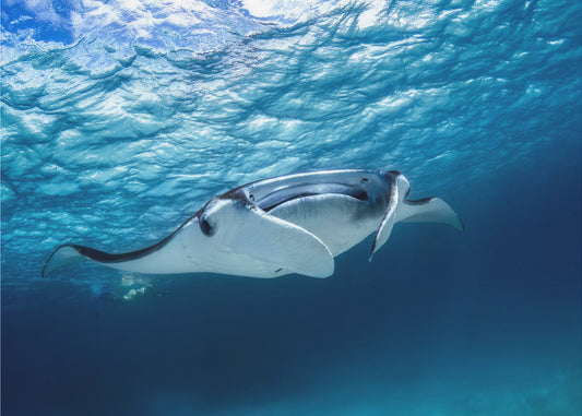 Manta ray | Canvas