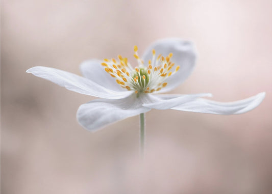 Anemone Nemorosa | Canvas